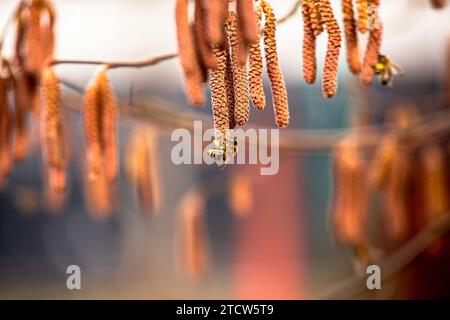 Haselnussohrringe an einem Baum im Frühfrühlingsheim. Honigbiene sammelt Pollen von gemeiner Haselnuss, Gattung Corylus. Stockfoto