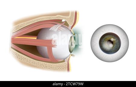 Infografik zur Anatomie des menschlichen Auges. Extraokulare Muskeln Des Menschlichen Auges. Strukturaugenmuskeln in der Seitenansicht. Stock Vektor