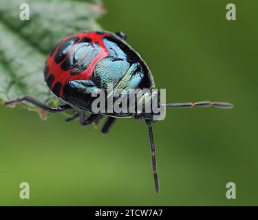 Blue Shieldbug final instar Nymphe (Zicrona caerulea) an der Blattspitze. Tipperary, Irland Stockfoto