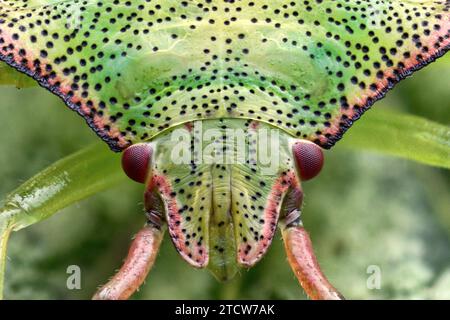 Nahaufnahme der Hawthorn Shieldbug Nymphe (Acanthosoma haemorrhoidale). Tipperary, Irland Stockfoto