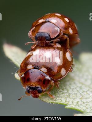 Paarungscreme Spot Marienkäfer (Calvia quattuordecimguttata) auf Blatt. Tipperary, Irland Stockfoto