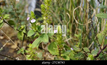 Nahaufnahme der Blume von Justicia glauca botanischer Name Justicia glauca Familie Acanthaceae oder Acanthus. Auf dem Weg zum kodaikanal entdeckt. Stockfoto