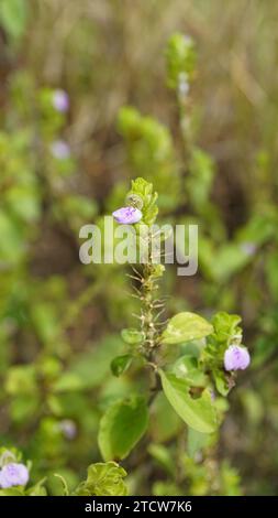 Nahaufnahme der Blume von Justicia glauca botanischer Name Justicia glauca Familie Acanthaceae oder Acanthus. Auf dem Weg zum kodaikanal entdeckt. Stockfoto