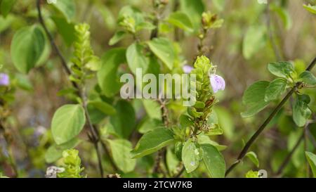 Nahaufnahme der Blume von Justicia glauca botanischer Name Justicia glauca Familie Acanthaceae oder Acanthus. Auf dem Weg zum kodaikanal entdeckt. Stockfoto