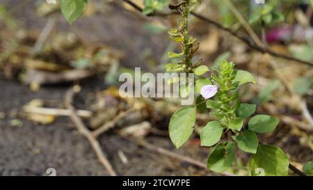 Nahaufnahme der Blume von Justicia glauca botanischer Name Justicia glauca Familie Acanthaceae oder Acanthus. Auf dem Weg zum kodaikanal entdeckt. Stockfoto