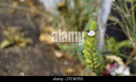 Nahaufnahme der Blume von Justicia glauca botanischer Name Justicia glauca Familie Acanthaceae oder Acanthus. Auf dem Weg zum kodaikanal entdeckt. Stockfoto