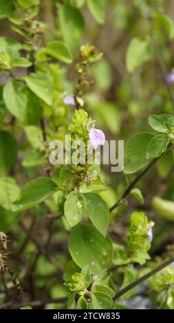 Nahaufnahme der Blume von Justicia glauca botanischer Name Justicia glauca Familie Acanthaceae oder Acanthus. Auf dem Weg zum kodaikanal entdeckt. Stockfoto