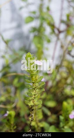 Nahaufnahme der Blume von Justicia glauca botanischer Name Justicia glauca Familie Acanthaceae oder Acanthus. Auf dem Weg zum kodaikanal entdeckt. Stockfoto