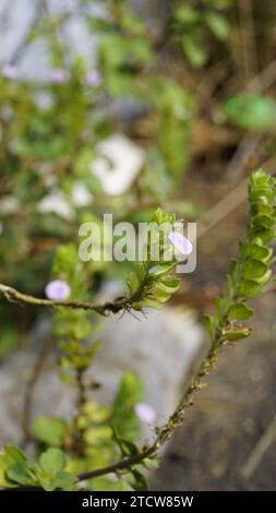 Nahaufnahme der Blume von Justicia glauca botanischer Name Justicia glauca Familie Acanthaceae oder Acanthus. Auf dem Weg zum kodaikanal entdeckt. Stockfoto