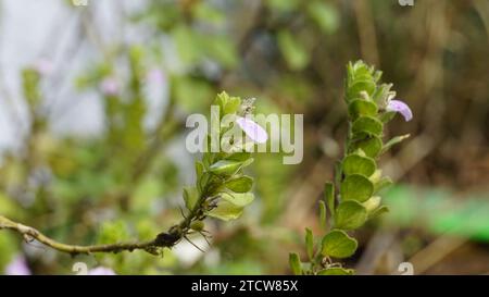 Nahaufnahme der Blume von Justicia glauca botanischer Name Justicia glauca Familie Acanthaceae oder Acanthus. Auf dem Weg zum kodaikanal entdeckt. Stockfoto