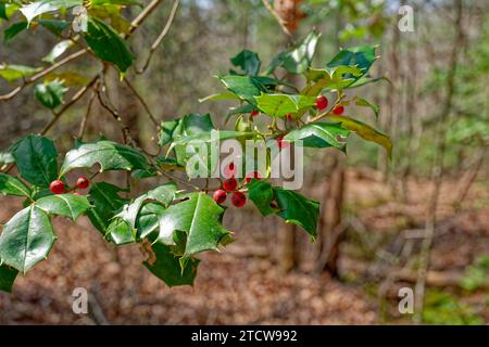 Ein Zweig einer stechpalme-Pflanze mit Häufchen roter Beeren neben dem spitzen Laub mit den Wäldern im Hintergrund an einem sonnigen Tag im Ohr Stockfoto