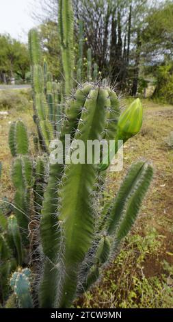 Nahaufnahme der Pflanze Cereus jamacaru mit Blume, auch bekannt als Königin der Nacht, Cardeiro, Mandacaru, Petrolina Cactus usw. Stockfoto