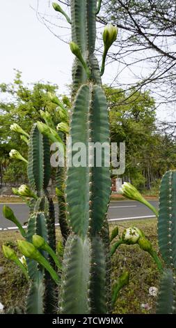 Nahaufnahme der Pflanze Cereus jamacaru mit Blume, auch bekannt als Königin der Nacht, Cardeiro, Mandacaru, Petrolina Cactus usw. Stockfoto