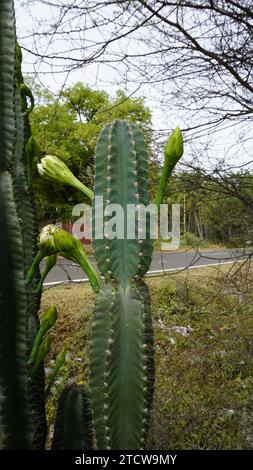 Nahaufnahme der Pflanze Cereus jamacaru mit Blume, auch bekannt als Königin der Nacht, Cardeiro, Mandacaru, Petrolina Cactus usw. Stockfoto