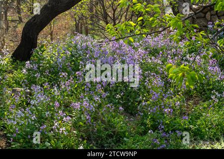 Chinesische Veilchenkresse im Frühling. Stockfoto
