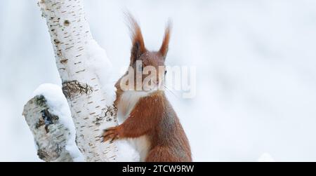 Rotes Eichhörnchen auf einem Birkenzweig im Winter. Stockfoto