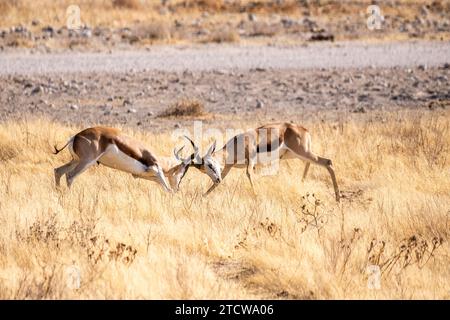 Teleaufnahme von zwei Impalas, Aepyceros melampus, die sich in einem Kopf-an-Kopf-Kampf befinden. Stockfoto