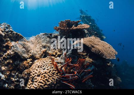 Tauchen am USAT Liberty Wrack in Tulamben, Bali. Korallen und Meereslebewesen im tiefblauen Meer auf Schiffswracks Stockfoto
