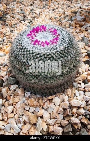 Alte Kaktus (Mammillaria hahniana), cactaceae. Ziersukkulente Pflanze. Seltener Kaktus. Stockfoto