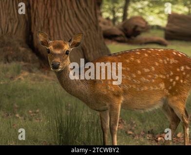 Ein junger Hirsch in gasförmigem Wald Stockfoto