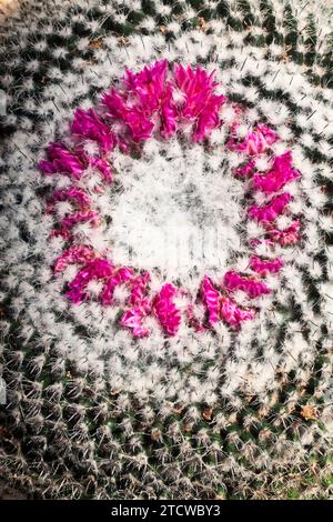 Alte Kaktus (Mammillaria hahniana), cactaceae. Ziersukkulente Pflanze. Seltener Kaktus. Stockfoto