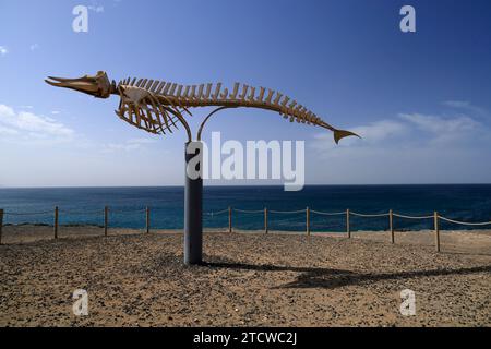 Cuvier's Schnabelwal Skelett (Ziphius cavirostris), El Cotillo, Fuerteventura, Kanarische Inseln, Spanien. Stockfoto