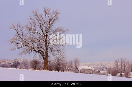 Winter, Baum, Bayern, Oberpfalz, Winterbaum, Schnee, Eis, Winterlandschaft, Schneelandschaft in Sulzbach Rosenberg bei Amberg Stockfoto