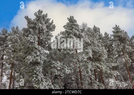 Mit Schnee bestaubte Kiefernspitzen stehen in einem winterlichen Wald vor dem Hintergrund eines blauen Himmels mit weißen Wolken. Schweden. Stockfoto