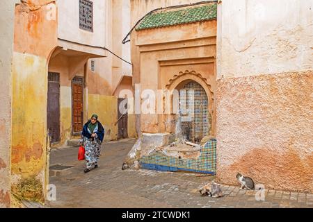 Katzen und muslimische Frauen tragen Djellaba / Jillaba und Hijab, die in der Gasse der gelben Medina der Stadt Meknes, Fès-Meknes, Marokko, spazieren gehen Stockfoto