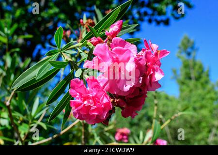 Nahaufnahme von zarten rosa Blüten von Nerium Oleander und grünen Blättern in einem exotischen italienischen Garten an einem sonnigen Sommertag, schöne Outdoor-Blumenrückwand Stockfoto