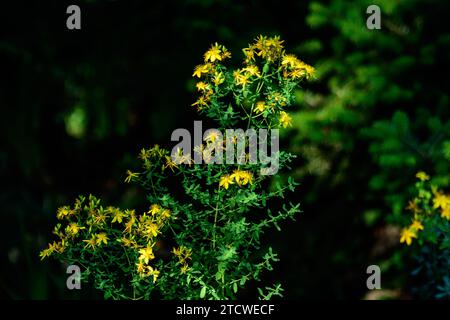 Viele zarte gelbe Blüten der Hypericum perforatum Pflanze, allgemein bekannt als Perforat oder Johanniskraut, in einem Garten an einem sonnigen Frühlingstag Stockfoto