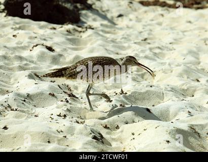 Curlew Numenius arquata, Strand, El Cotillo, Fuerteventura, Kanarische Inseln, Spanien. Stockfoto