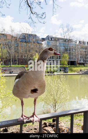 Porträt der schönen, lustigen nilgans, die in der Nähe des Sees steht. Die Gans schützt ihre Nachkommen. Nilgans im Stadtzentrum Stockfoto