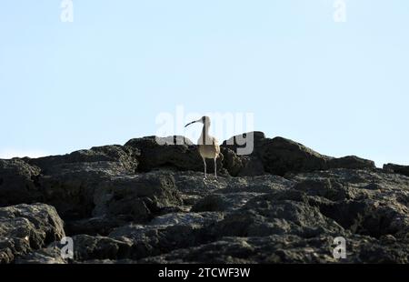 Curlew Numenius arquata, Strand, El Cotillo, Fuerteventura, Kanarische Inseln, Spanien. Stockfoto