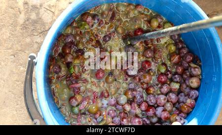 Blauer Kunststoffeimer mit Beeren aus hellfarbigen Trauben, die beim Mischen mit einem großen Metallmischer zur Herstellung von Traubenmost verwendet werden Stockfoto