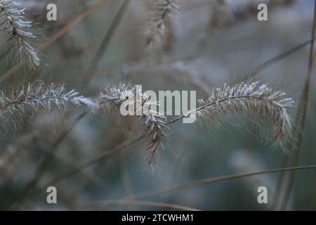 Trockenes Gras bedeckt glänzende transparente Kristalle von kaltem Frost und Schneedecke im Winter Stockfoto