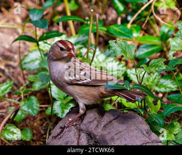American Tree Sparrow aus nächster Nähe, stehend auf einem Felsen mit Blättern Hintergrund in der Umgebung und Umgebung. Sparrow-Bild. Stockfoto