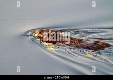 Biber schwimmen in Nahaufnahme mit einem Ast im Mund in seiner Umgebung und Umgebung. Stockfoto