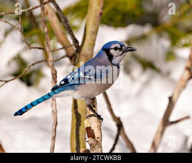 Blue Jay Nahaufnahme Seitenansicht auf einem Ast vor Winterkulisse in seiner Umgebung und Umgebung. Jay Bild. Stockfoto