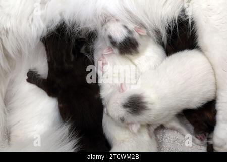 Nahaufnahme von 6 Tagen alte türkische Angorakätzchen füttern Stockfoto