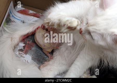 Die türkische Angorakatze bringt Kätzchen in einer Box zur Welt Stockfoto