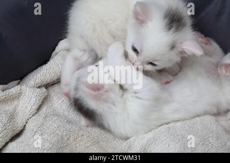 Ein einmonatiger Wurf alter türkischer Angorakreuzkätzchen in Katzenbett Surrey England Stockfoto