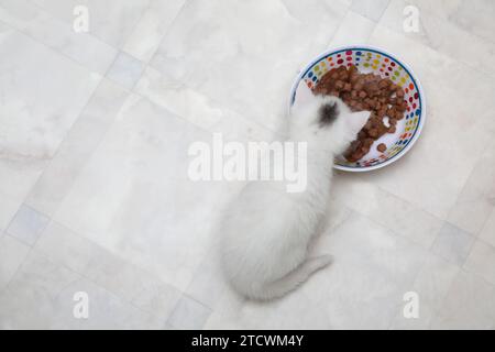 Ein Monat alter weißer türkischer Angorakitten mit grauem Mark auf dem Kopf, der Wet Food Surrey England isst Stockfoto