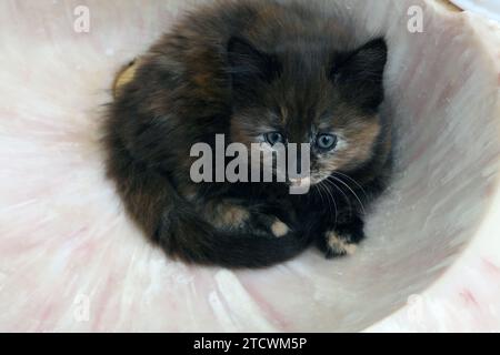 7 Wochen alte Schildkröte Türkische Angorakreuz Kitten in leerem Badezimmer Basin Surrey England Stockfoto