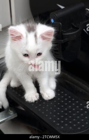 Porträt Eines 7 Wochen alten weiß mit grauer Markierung türkisches Angorakreuz Kätzchen lecken Nase während er auf einer Steppmaschine sitzt Surrey England Stockfoto