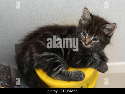 Porträt eines 7 Wochen alten Tabby Türkischen Angorakreuzkätzens, der auf einem versiegelten medizinischen scharfen Behälter liegt Stockfoto