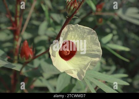 Roselle Hibiscus sabdariffa, RotSauerampfer oder jamaikanischer sorel blühende Pflanze mit sauren Früchten. Gongura, roter Sauerampfer, der in der andhra-Küche als Curry oder Dip verwendet wird Stockfoto