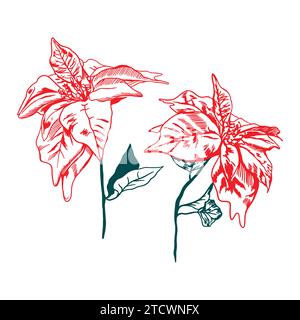 Weihnachtsstern. Winterblume. Vektorillustration einer Pflanze auf weißem Hintergrund. Werbebanner, Karten, Einladungen, Etiketten, Cover. Weihnachtsrabatte Stock Vektor