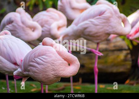 Schlafende große Flamingos, Phoenicopterus roseus Stockfoto