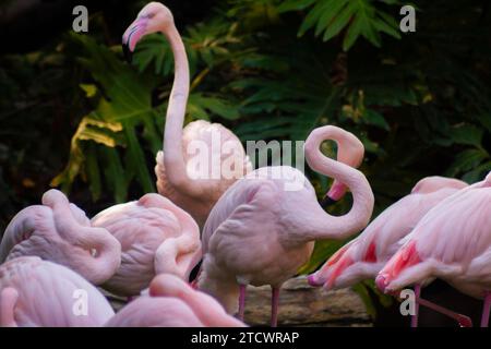 Zwei größere Flamingos in einer Herde, Phoenicopterus roseus Stockfoto